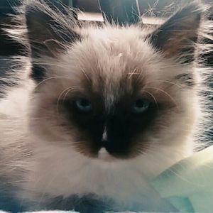 Meet your Posher, Rona